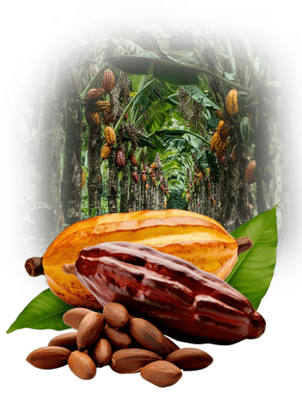 Cocoa Image